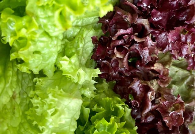 Are All Types Of Lettuce Created Equal?