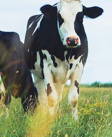 Are There Dangers To Drinking Raw Milk?